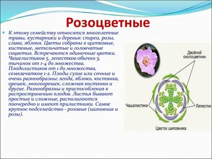 Розоцветные класс