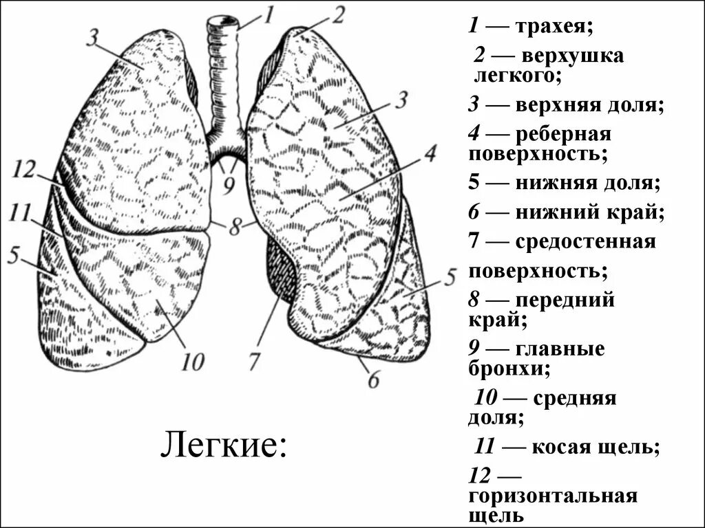 Поверхность легких образована. Горизонтальная щель правого легкого. Косая щель легких. Поверхности легких. Анатомия легких реберная поверхность.