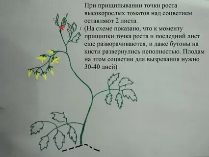 Когда прищипывать помидоры в теплице в подмосковье