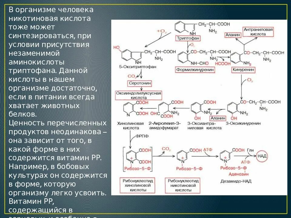 Витамин а синтезируется в организме человека. Никотиновая кислота синтезируется в организме. Витамин рр синтезируется в организме. Витамин р и рр.