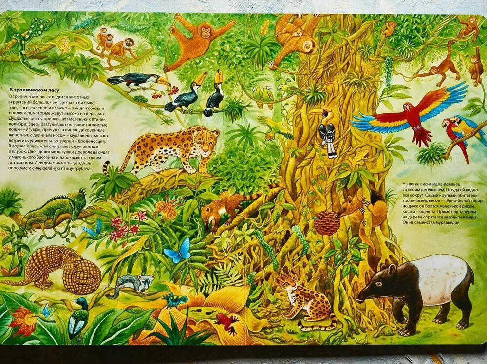 жизнь животных. мир вокруг нас большая книга. большая книга мир животных. большая книга мир животных. мир вокруг нас большая книга.