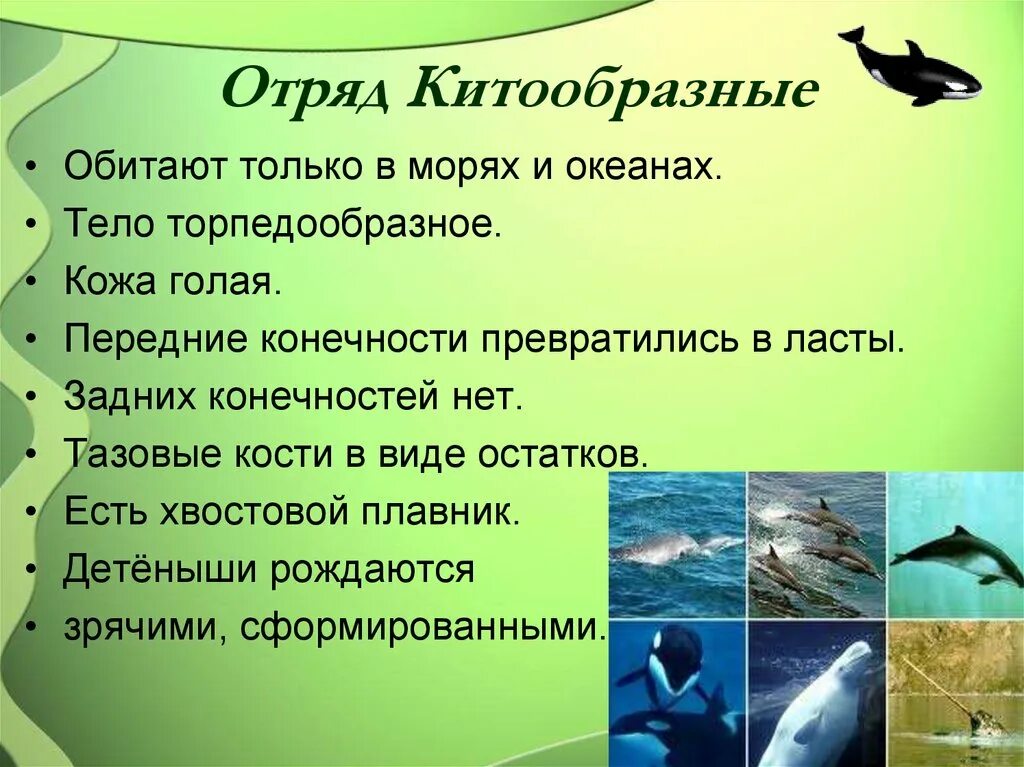 Представители какого отряда отличаются сложным поведением млекопитающих. Отряды млекопитающих китообразные. отряд китообразные 7 класс биология. млекопитающие отряд китообразные представители. китообразные представители и характеристика.