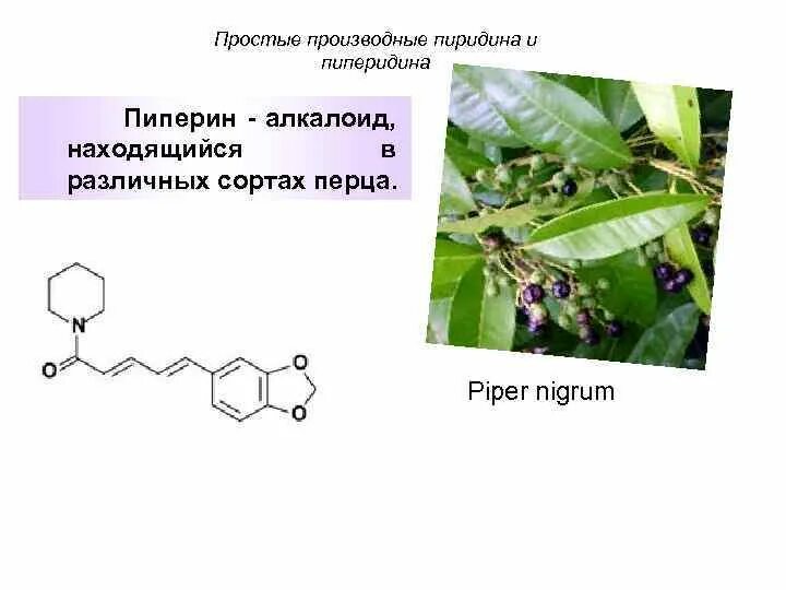 Пипериновая кислота. Производные пиперидина. Производные пиридина и пиперидина. Алкалоиды производные пиридина. Алкалоид в чайных листьях