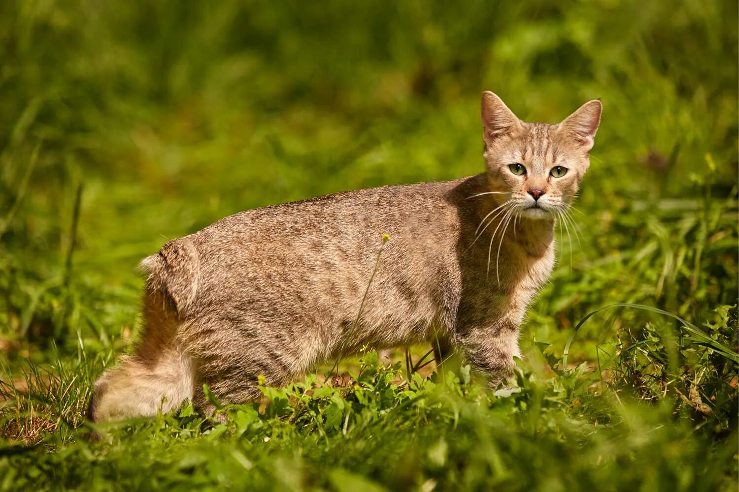 Пиксибоб длинношерстный. Пиксибоб длинношерстный. Кот пиксибоб. Пинки боб порода кошек. Пиксибоб кошка.
