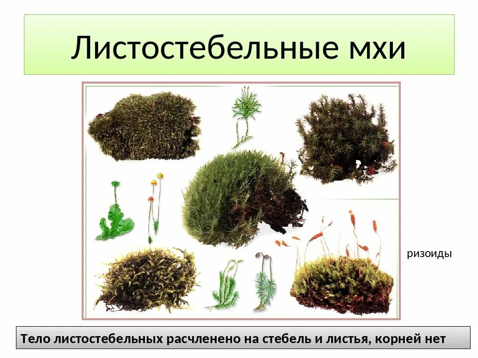 Класс листостебельные мхи. Класс листостебельные мхи. Класс листостебельные. Листостебельные мхи это 7 класс. Листостебельные печеночники.