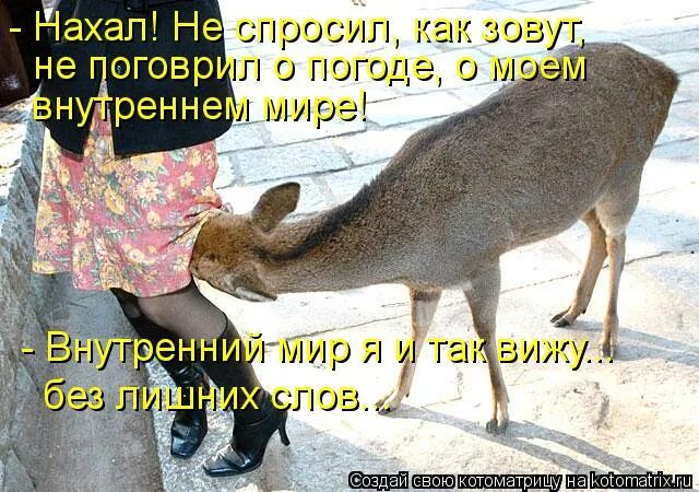 Книга нахал. Нахал картинки. Красивый нахал. Нахал картинки. Ты нахал.