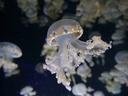 Водные беспозвоночных животных