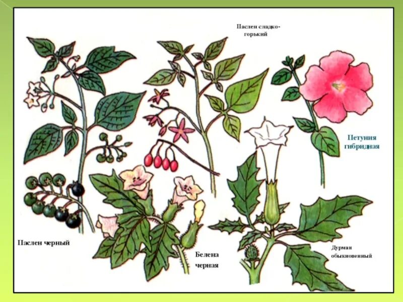 Род паслен класс двудольные. Душистый табак Пасленовые. Паслен дурман. Пасленовые дурман и белена. Пасленовые дурман обыкновенный.