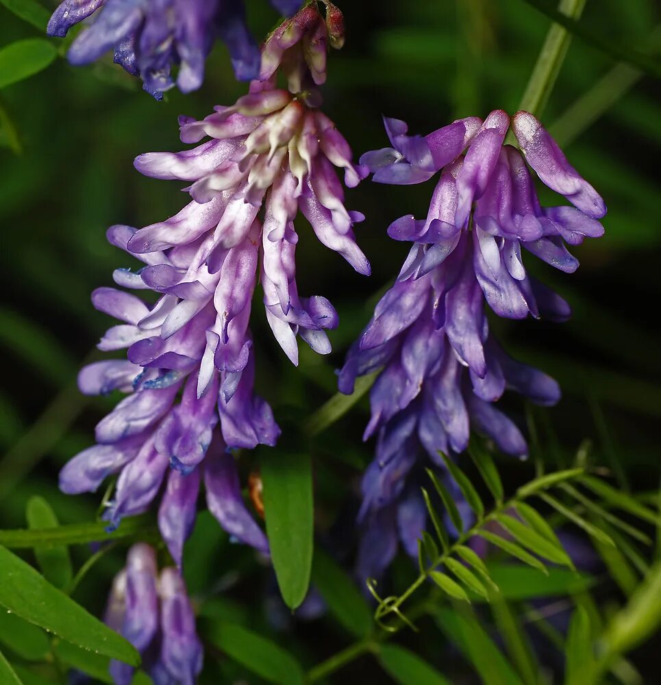 Мышиный горошек. Vicia cracca. горошек мышиный (vicia cracca). горошек мышиный (vicia cracca l.). горошек мышиный плантариум.