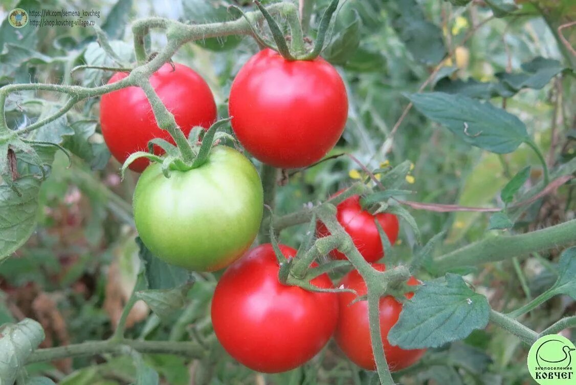 томат кечкемети 549 венгерские. томат венгерский кечкемет. томат кечкемети 549. семена томатов кечкемети. томат кечкемети.