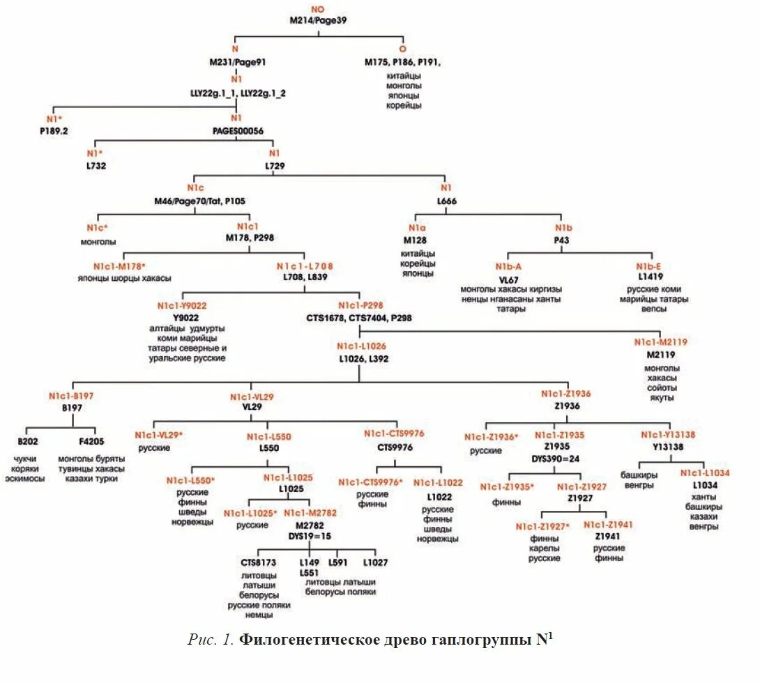 Как узнать свой род происхождения. Филогенетическое дерево гаплогруппы n. Гаплогруппа r1a Древо. Генеалогическое Древо гаплогруппы r1a. Гаплогруппа n1c карта.