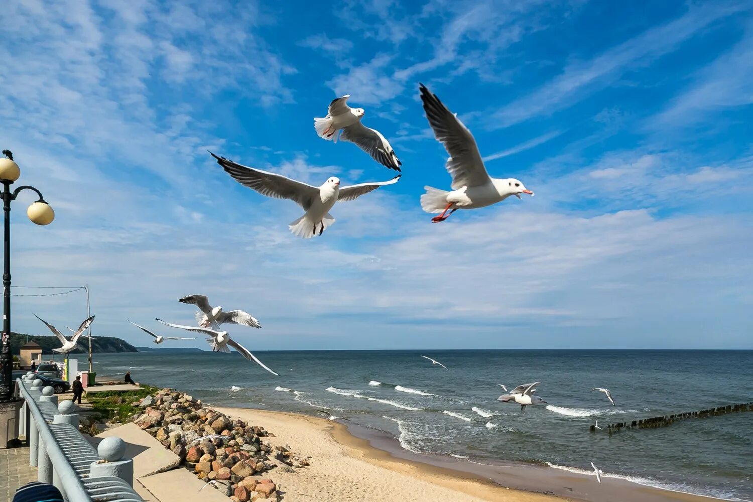 Альбатрос Анапа птица. Птицы Балтийского моря Зеленоградск. Альбатрос на Балтийском море. Балтийское море Чайки и Альбатрос.