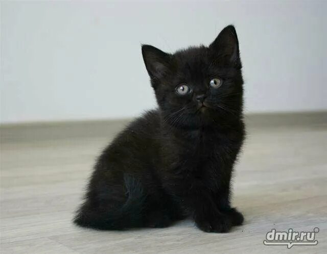 ❤ BℓαᏣƙ =.= CÅt in The Window ♥ Cats, Cute cats, Black kitten