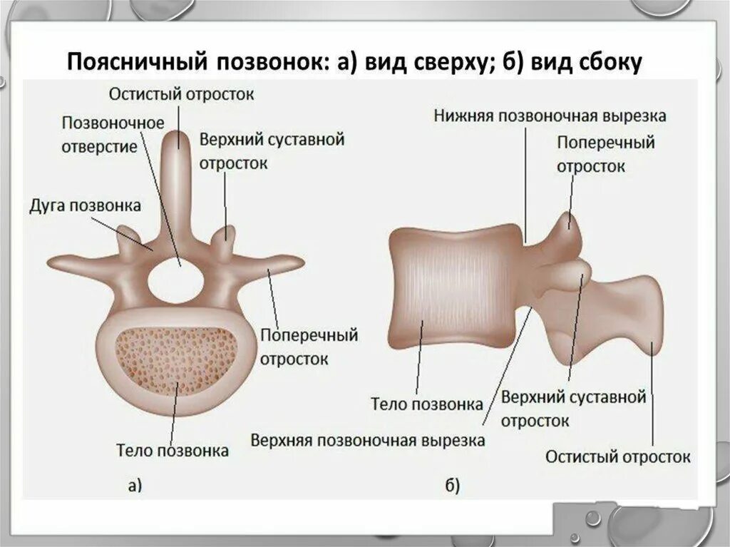 Поясничный позвонок вид сбоку и сверху. Поясничный позвонок вид сверху и вид сбоку. Поясничный позвонок анатомия сбоку. Строение позвонка сбоку.