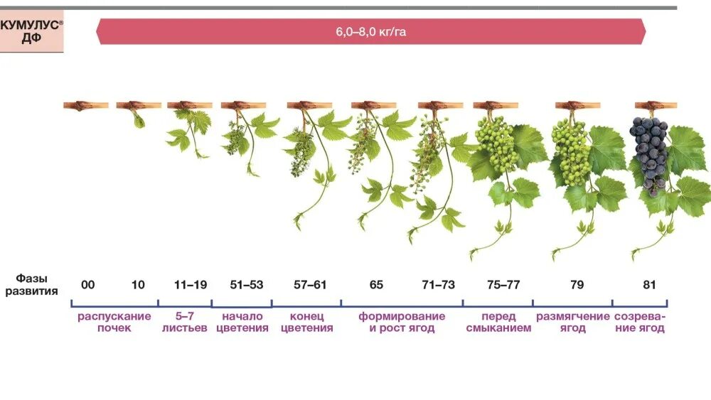 Какой тип развития характерен для виноградной. Стадии созревания винограда. Фазы созревания винограда. Этпрпы сощоеванич винограла. Атвдии созревания винограда.