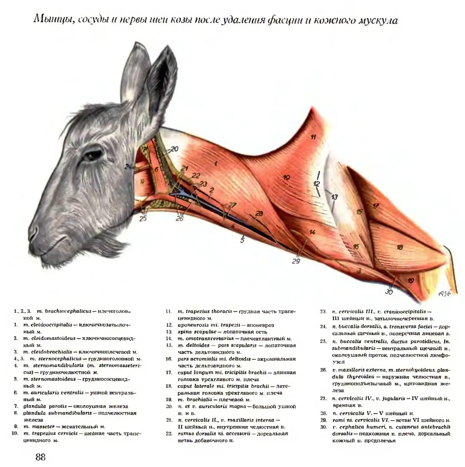 Сонная артерия у свиньи где фото. Мышечный скелет козы. Лимфатические узлы козы схема. Анатомия козы кровеносная система атлас.