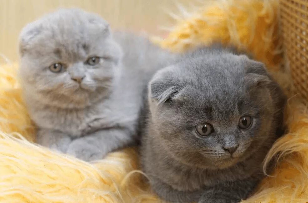 Шотландская вислоухая кошка сколько котят котят. Скоттиш фолд. британская вислоухая кошка. шотландские вислоухие котята. котята породы скоттиш фолд.