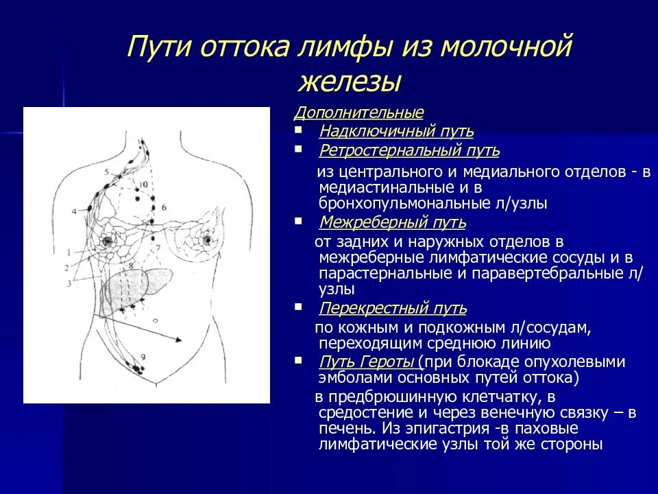Аксиллярные и регионарные лимфоузлы. Лимфатическая система молочной железы топографическая анатомия. Регионарные лимфатические узлы. Лимфоузлы молочных желез норма