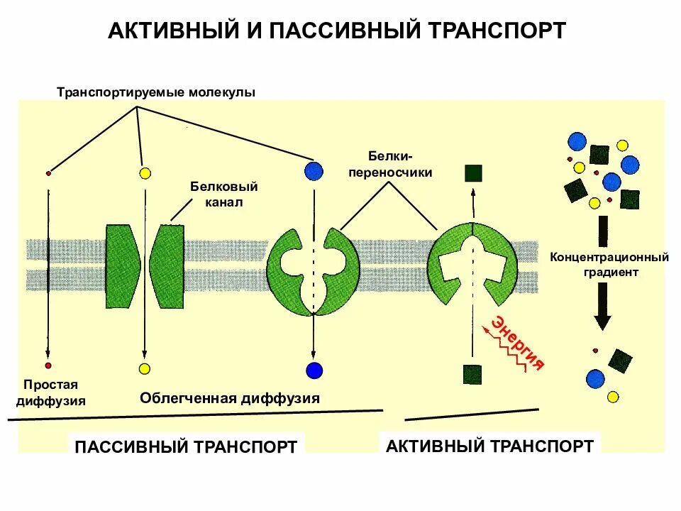 Белковый транспорт. Механизмы пассивного и активного транспорта. Активный мембранный транспорт. Активный и пассивный транспорт. Схема пассивного и активного транспорта.