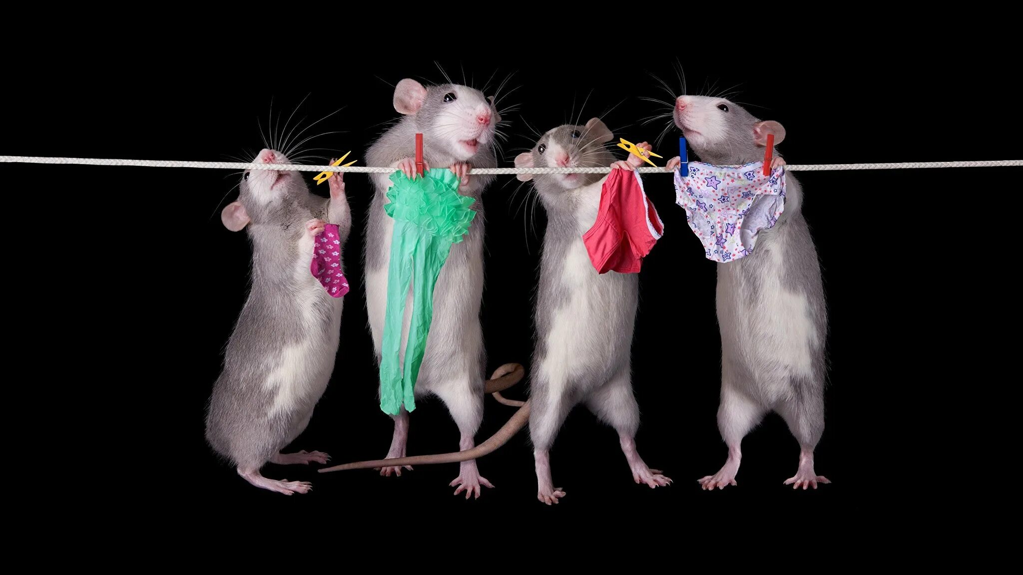 Движения мыши. Крыски подружки. Крысы подружки. Мышка. Крыски Сплетницы.