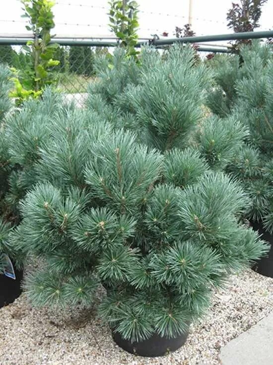 Сосна Горная Watereri. Pinus Sylvestris (сосна обыкновенная) "Watereri". Сосна обыкновенная Ватерери Pinus Sylvestris Watereri. Сосна обыкновенная Watereri Ватерери. Сосна ватерери купить