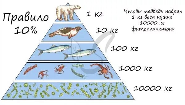 Зоопланктон трофический уровень. Экологическая пирамида правило 10 процентов. Экологические пирамиды правило 10. Правило экологической пирамиды Линдемана. Правило экологической пирамиды правило 10 процентов.
