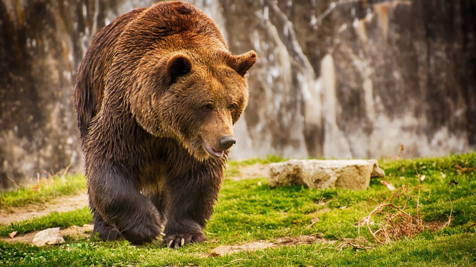 Апеннинский бурый медведь. Бурый медведь (Ursus arctos). Гризли и бурый медведь. Гризли Grizzly, Гризли, медведь..