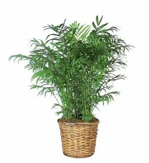 Plant selection