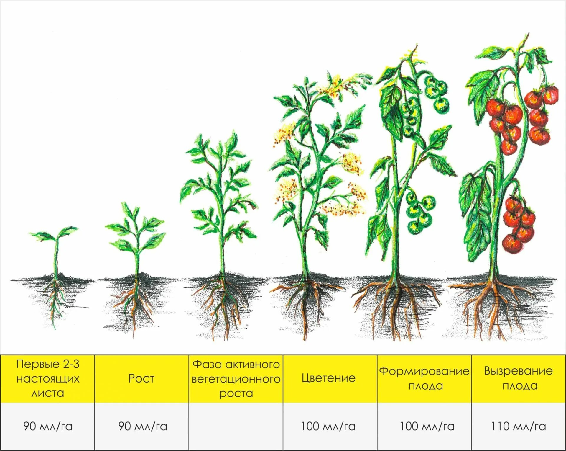 Семя томата схема. Стадии развития томата. Период вегетации у томатов что это. Фазы роста томата. Фазы развития рассады помидор.