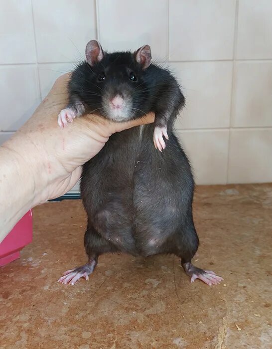 Самая большая крыса в мире размер. Серая большая крыса пасюк. Большая крыса подвальные крысы. Самая большая крыса в мире уличная. Самая большая крыса в мире.