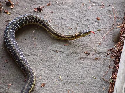 T snake