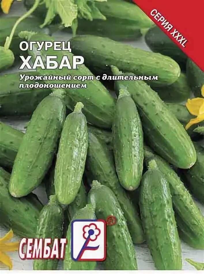 Сорт огурцов хабар фото. Огурец хабар. огурец хабар f1. огурцы хабар описание сорта.