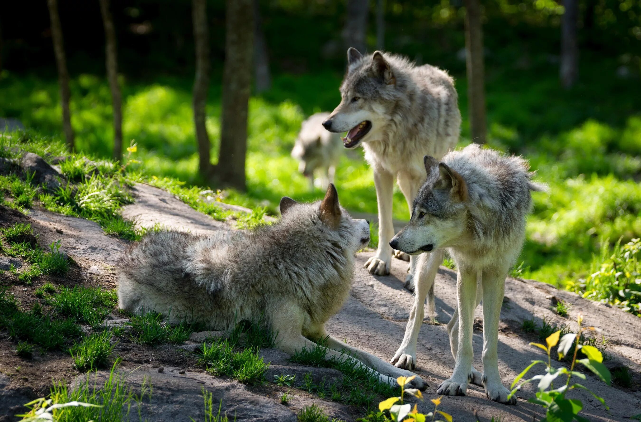 Мегафауновый волк. Saarloos Wolfdog. Волк вожак.