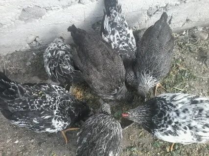 Куры котляревская отзывы
