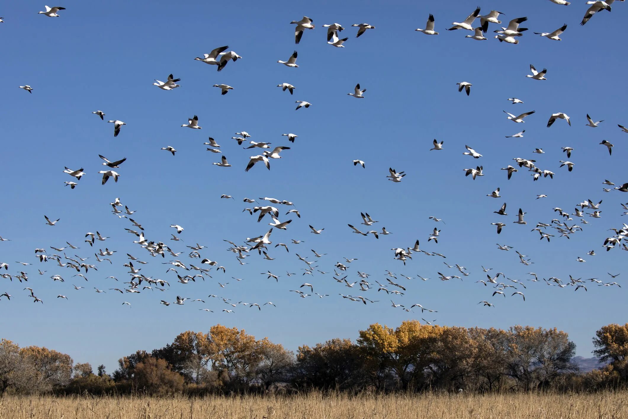 Fall bird. Миграция птиц. Сентябрь птицы. Сезонные миграции птиц, животных, бабочек…. Мигрирующие птицы Бухары.