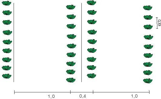 На каком расстоянии сажают под. Схема посадки ранней белокочанной капусты. Схема посадки капусты белокочанной в открытом грунте поздней. Схема посадки капусты брокколи в открытом грунте. Капуста Мегатон схема посадки.