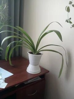 Как называется цветок на длинной ножке