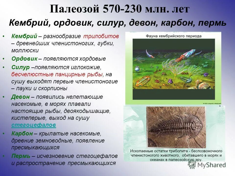 палеозойская эра основные этапы развития жизни. охарактеризуйте эволюцию животных в палеозойскую. ордовик силур девон. возраст полеозойскойэры. полеозовский эра характеристика.