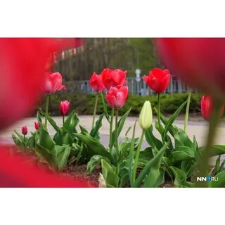 2 цветка любуются