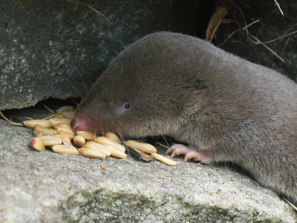 Уссурийская белозубка. Жук землеройка. Землеройка многозубка. Землеройка бурозубка. Млекопитающие насекомоядные землеройка.