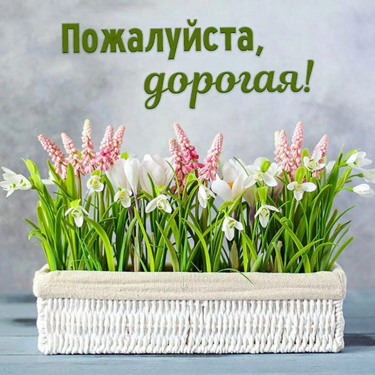 Киски рулят! / Виктория Духанина