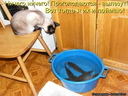 Как выманить кота