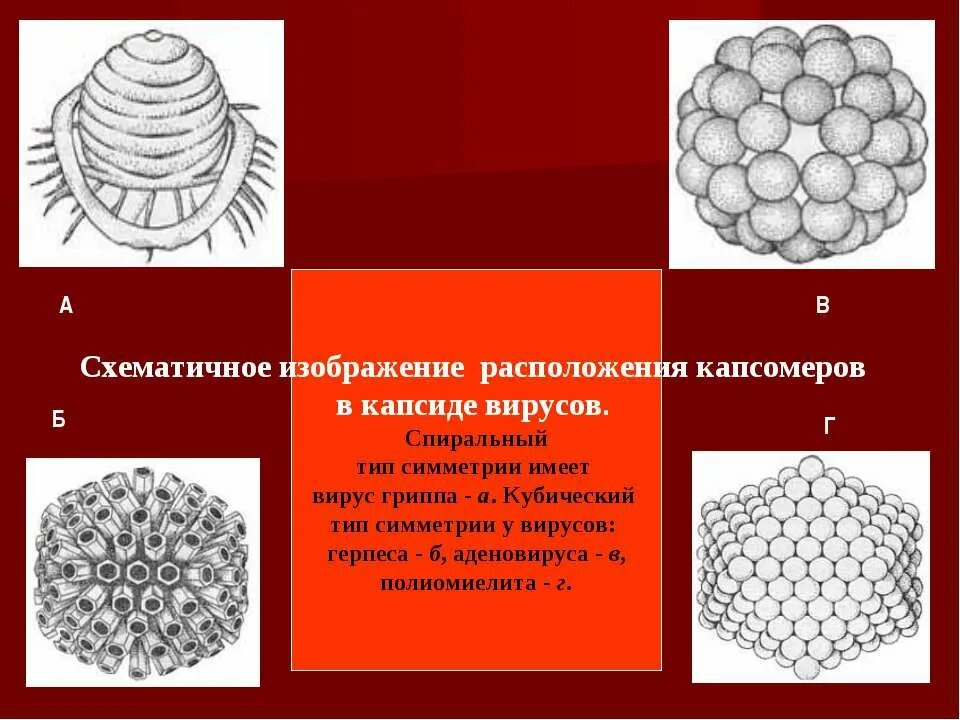 Вирус иммунодефицита человека вич строение. Строение вируса капсомер. Каково строение вируса кратко. Фаг т4 строение. Вирус схематично.