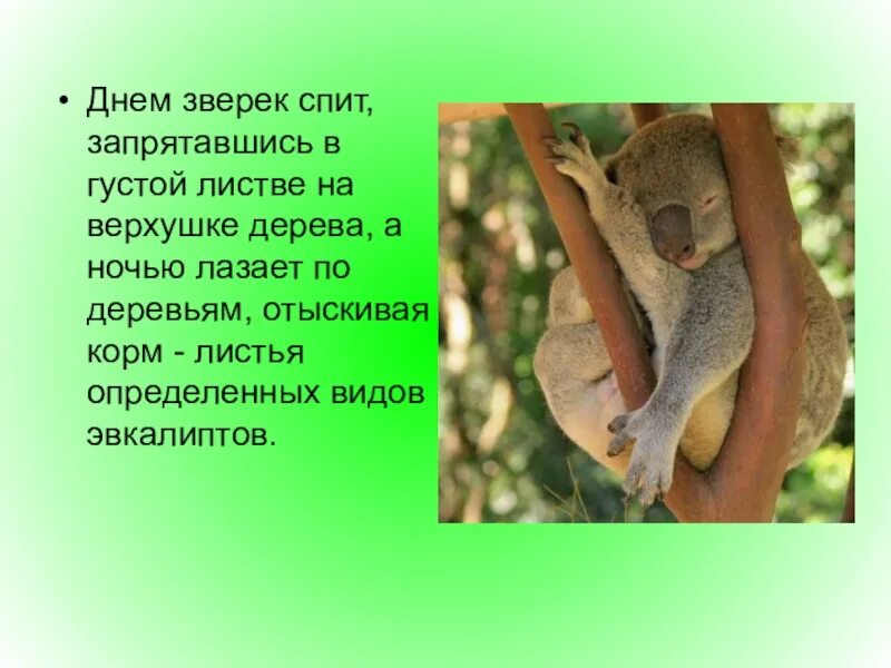 Какие животные не спят ночью