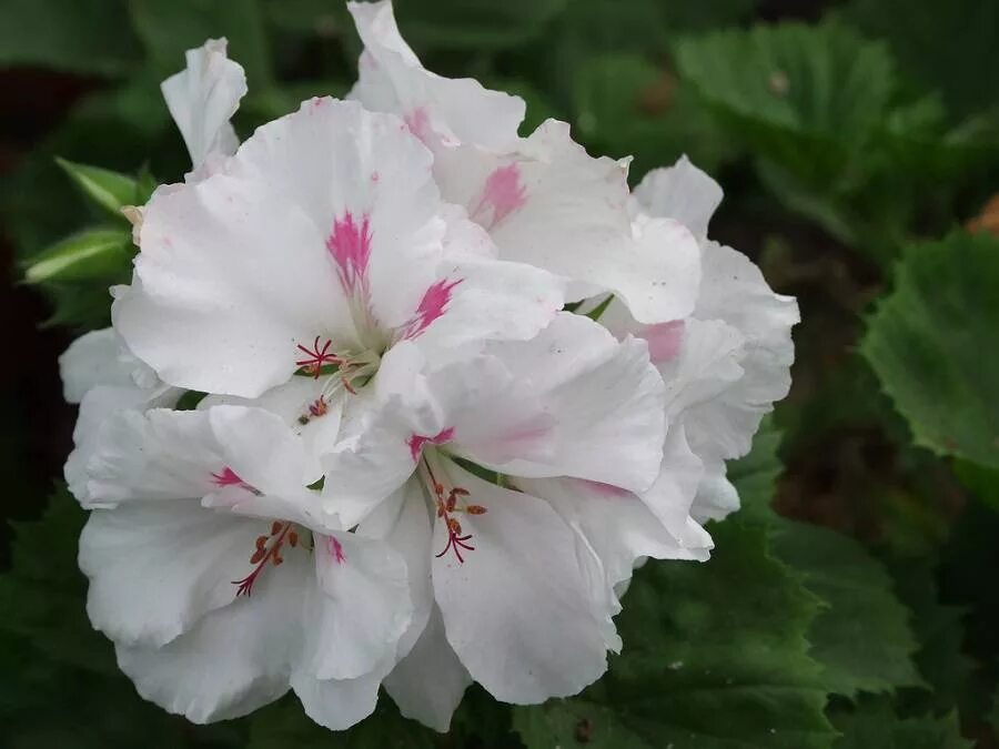 Пеларгония uaito ringo. Пеларгония ваше величество. Герань dovepoint. Пеларгония aristo schoko. Пеларгония ваше величество.