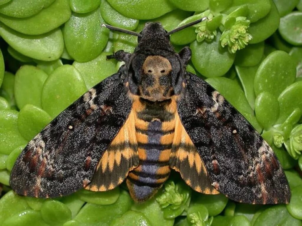 #Гусеница Мёртвая голова #Acherontia atropos тёмная форма Фото Андрея Загоринско