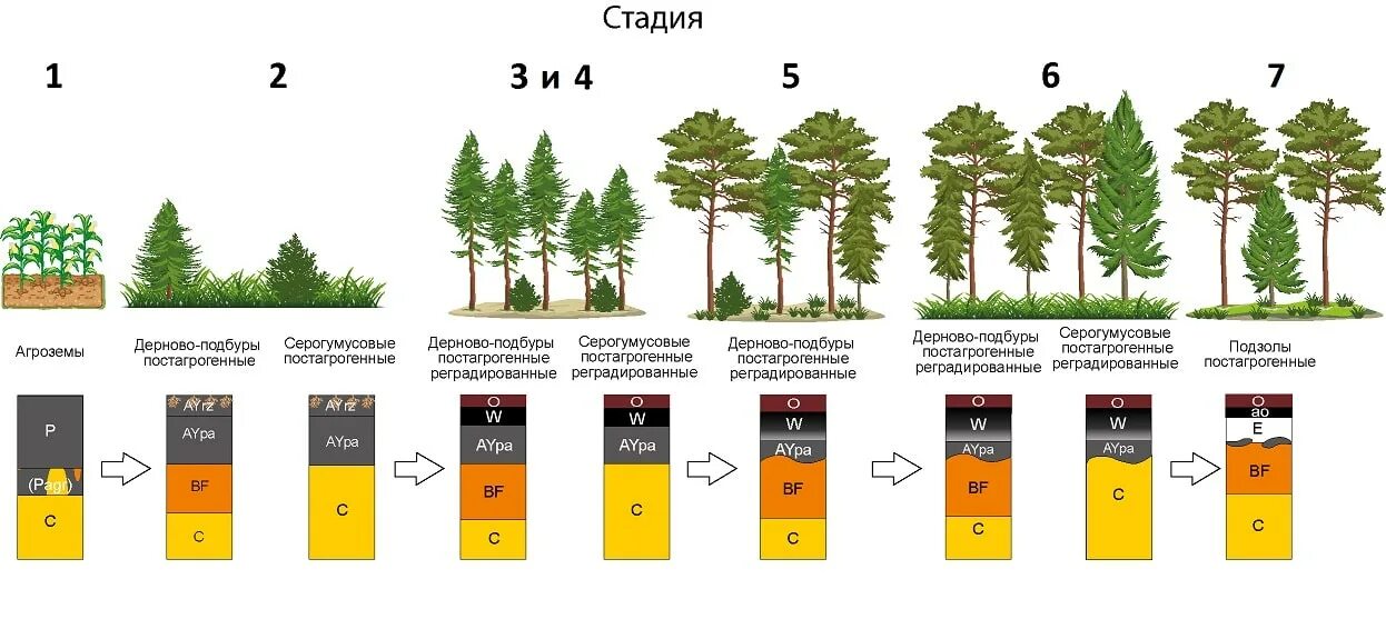 Какая почва в Сосновом лесу. Какая почва у соснового леса. Биомасса хвойного леса. Освещенность елового леса.