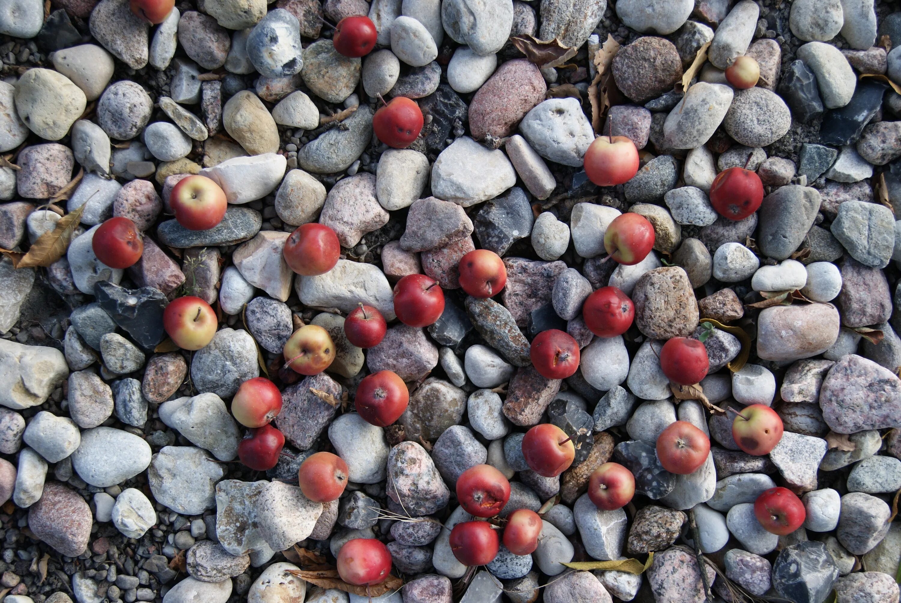 Apple stone. Яблоко камень. Каменное яблоко. Яблочки камушки. Яблоки на камушках.