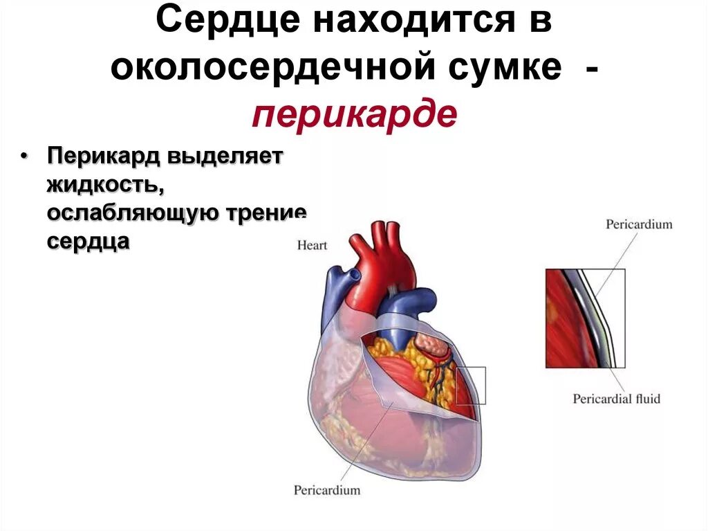 Сердечная строение и функции. Сердце человека перикард. Строение околосердечной сумки. Строение сердца околосердечная сумка. Функции околосердечной сумки сердца.