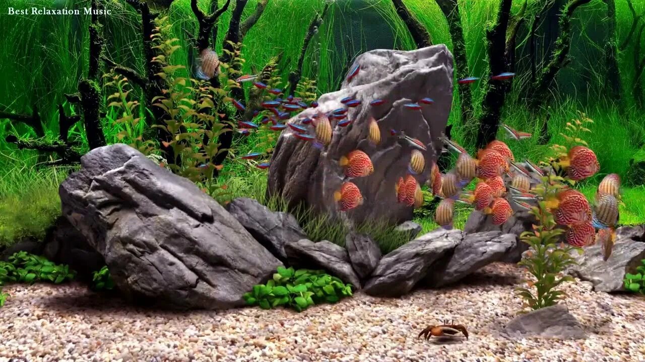 Дрим аквариум. Аквариум 3 метра в длину. Скринсейвер dream aquarium. Dream aquarium ключ. Скринсейвер dream aquarium.
